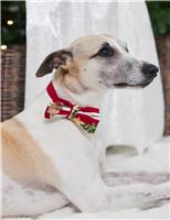 Patterned Pet Bow Tie