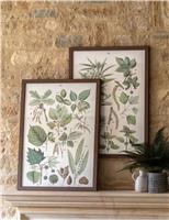 Set of 2 Foliage Study Framed Art