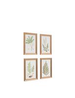 Set of 4 Assorted Ferns Framed Art