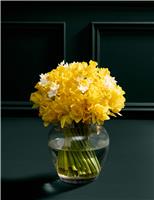 100 British Daffodils & Narcissus Bouquet