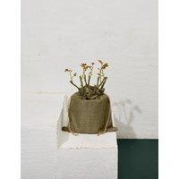 M&S Flower Market Pink Rose Plant