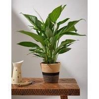 Peace Lily in Basket