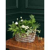 Luxury White Festive Planted Basket with Roses (Delivery from 27 Nov)