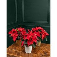 Poinsettia Trio Tin