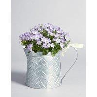 Campanula Jug House Plant