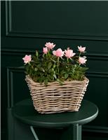 Luxury Scented Rose Duo in Kubu Basket
