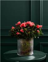 Christmas Azalea In Glass Pot