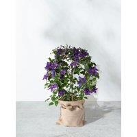 Clematis - Sacha