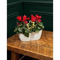 Festive Cyclamen Planter (Delivery from 27 Nov)