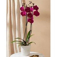 Large Purple Phalaenopsis Orchid in Ceramic Pot