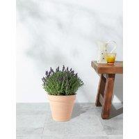 Lavender in Terracotta