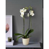 Large White Phalaenopsis Orchid in Ceramic Pot