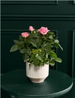 Luxury Pink Rose with Ceramic Pot