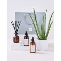 Pamper Hamper with Aloe Vera Plant