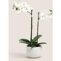 Artificial Real Touch Medium Orchid in Ceramic Pot