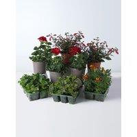 Multicoloured Summer Garden Plant Bundle