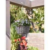 Pansy Hanging Basket