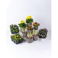 Spring Sunshine Garden Border Bundle