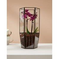 Orchid Glass Terrarium