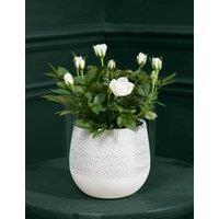 White Rose Ceramic (Delivery from 27 Nov)