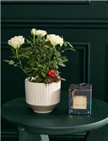 White Rose with Christmas Candle