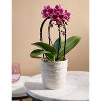 Purple Miniature Phalaenopsis Cascade Orchid in Ceramic Pot