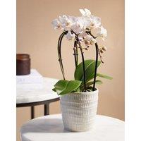 White Miniature Phalaenopsis Cascade Orchid in Ceramic Pot