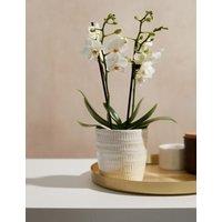 White Miniature Phalaenopsis Orchid in Ceramic Pot