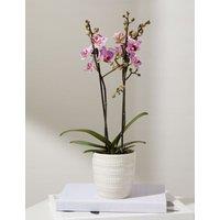 Pink Miniature Phalaenopsis Orchid in Ceramic Pot