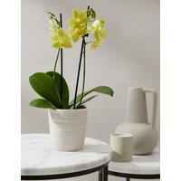 Yellow Miniature Phalaenopsis Orchid in Ceramic Pot