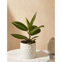 Ficus Robusta Plant with Ceramic Pot