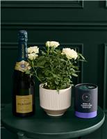 Luxury Rose in Ceramic Pot with Vintage Champagne & Truffles