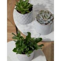 Shelfie Succulent Trio