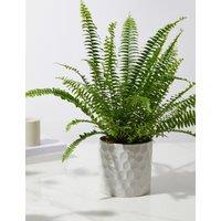 Medium Boston Fern in Ceramic Pot