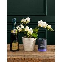 White Unstaked Orchid in Ceramic Pot with Vintage Champagne & Truffles