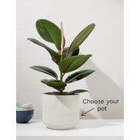 Large Ficus Rubber Plant