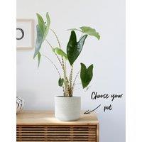 Large Alocasia Zebrina (Elephant Ear Plant)