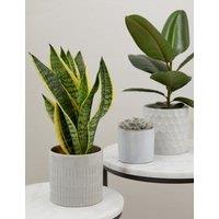 Easy Care Green Plant Bundle