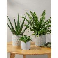 Bathroom Green Plant Bundle