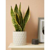 Medium Sansevieria (Snake Plant) in Ceramic Pot