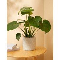 Medium Monstera (Swiss Cheese Plant) in Ceramic Pot