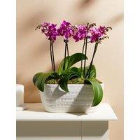 Duo Purple Phalaenopsis Orchid Planter