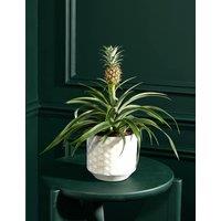 Pineapple Plant in Ceramic Pot
