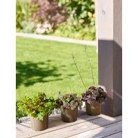 Heuchera Collection