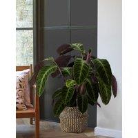 Extra Large Calathea Basket