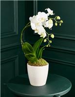 Eclipse White Orchid with Ceramic Pot