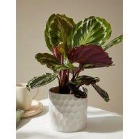 Medium Calathea in Ceramic Pot