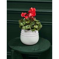 Red Cyclamen in Ceramic Pot (Delivery from 27 Nov)