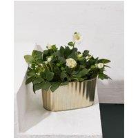 Hellebore Trough