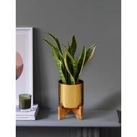 Sansevieria Tin with Wooden Stand